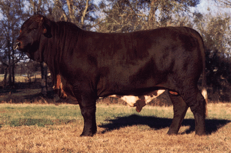 Bull Picture 1